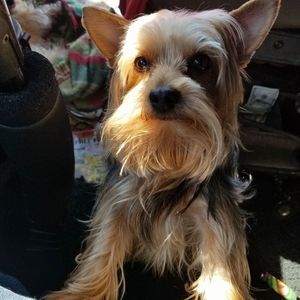 Meet your Posher, Victor